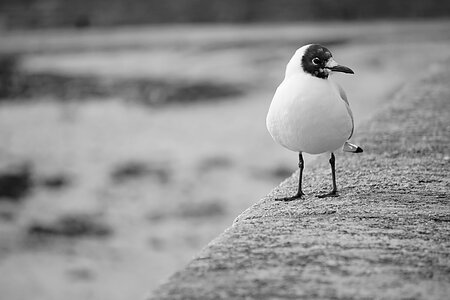 Sea ​​bird ornithology fauna