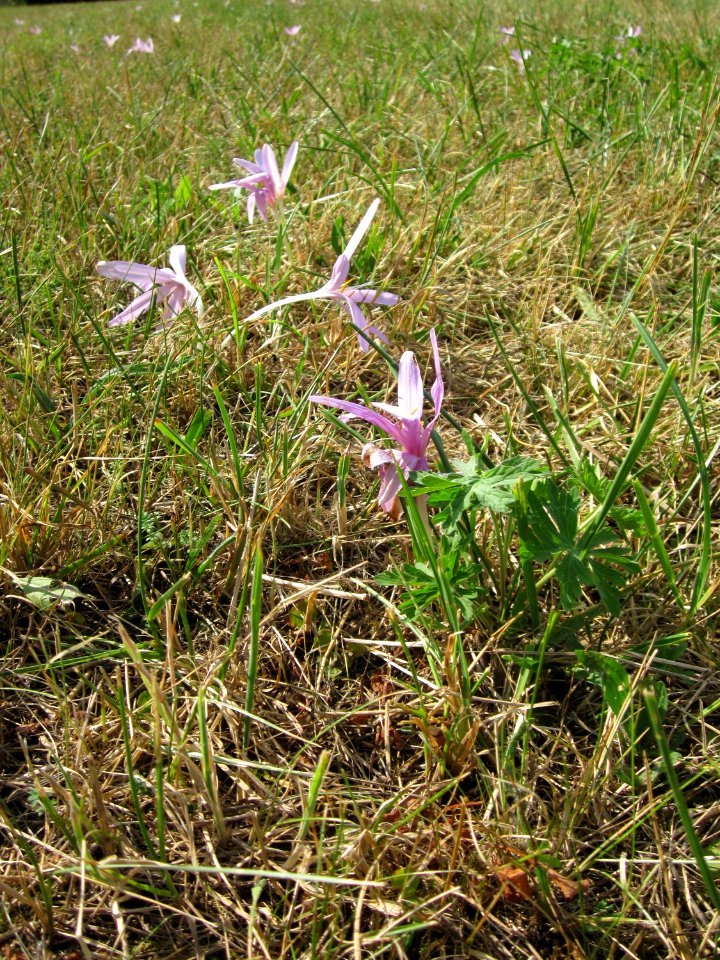 20120903Colchicum_autumnale2