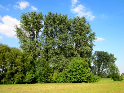 20120904Populus_x_canadensis5