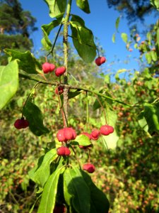 20120902Euonymus_europaeus09