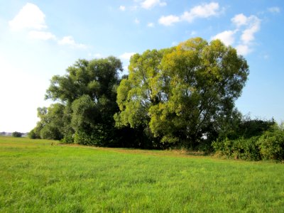 20120904Salix_alba07