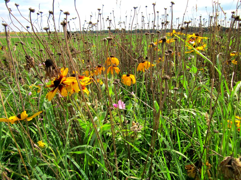 20120902Rudbeckia_hirta10