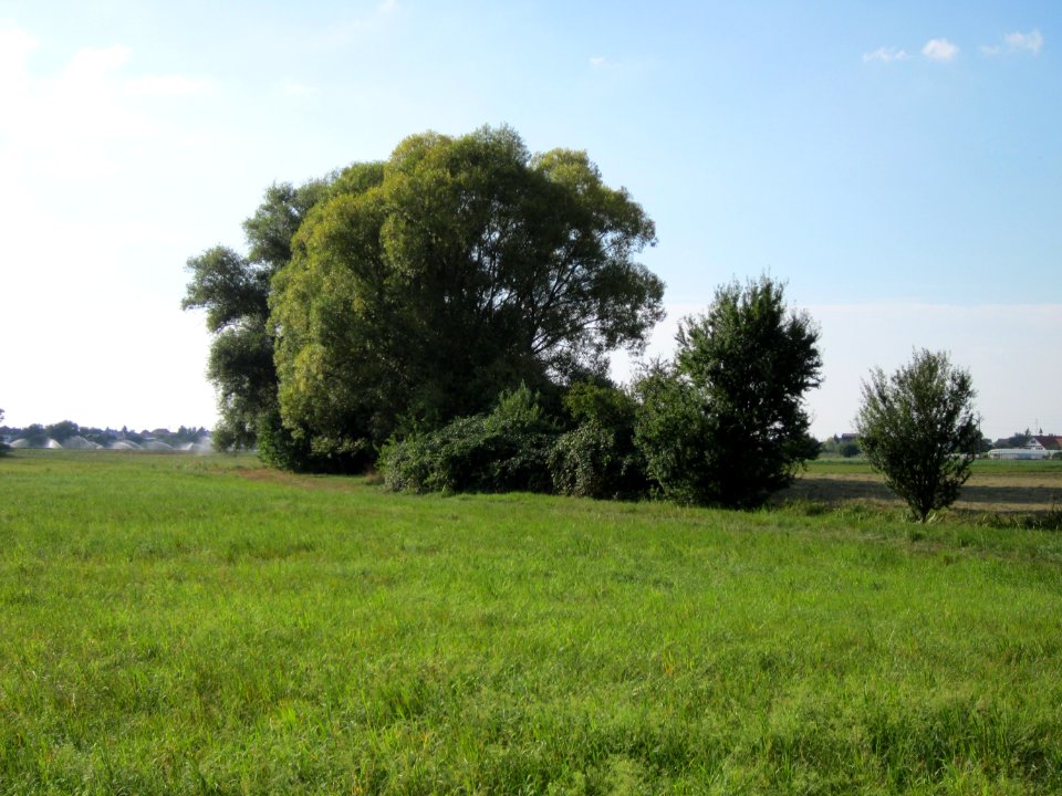 20120904Salix_alba05