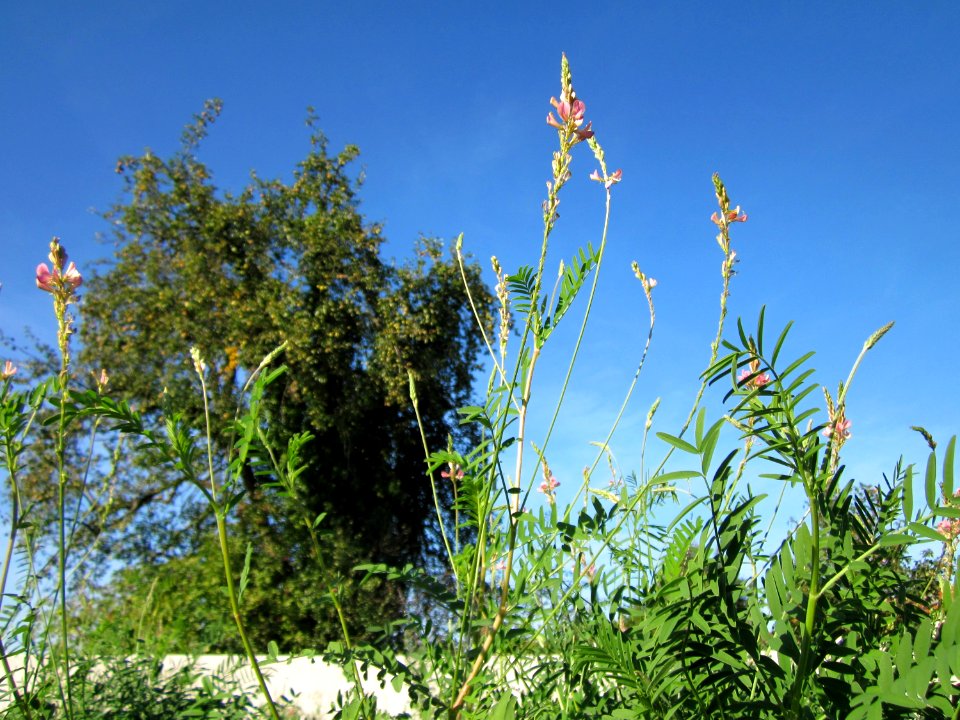 20120906Saat-Esparsette_Altlussheim5