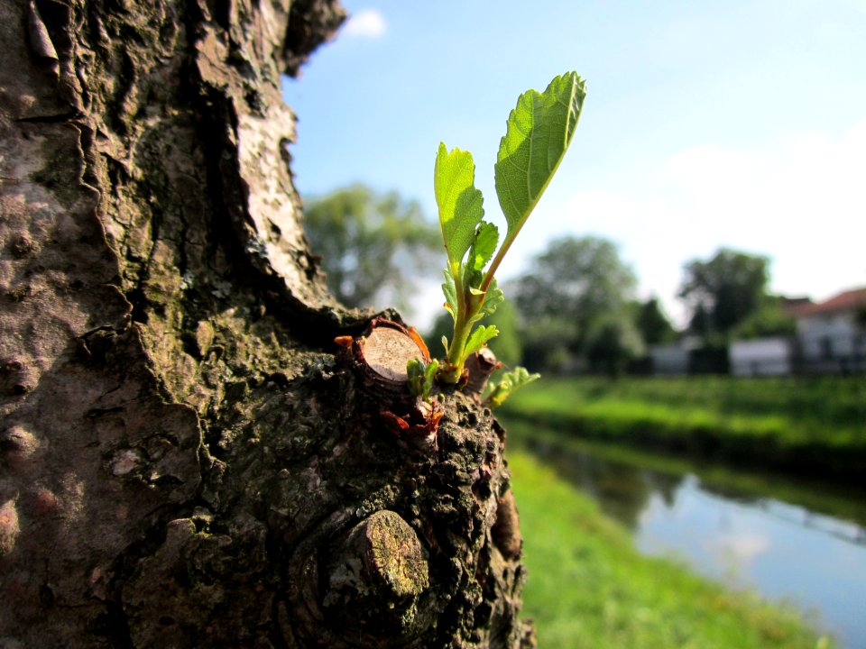 20120904Alnus_glutinosa13