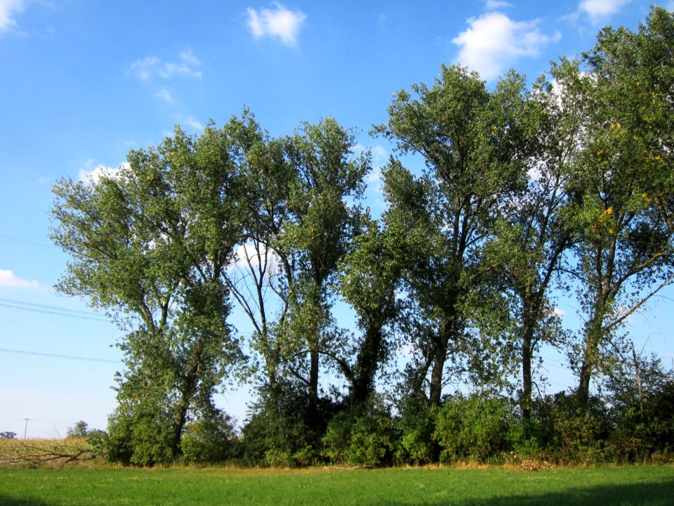 20120904Populus_x_canadensis3