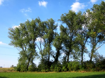 20120904Populus_x_canadensis3