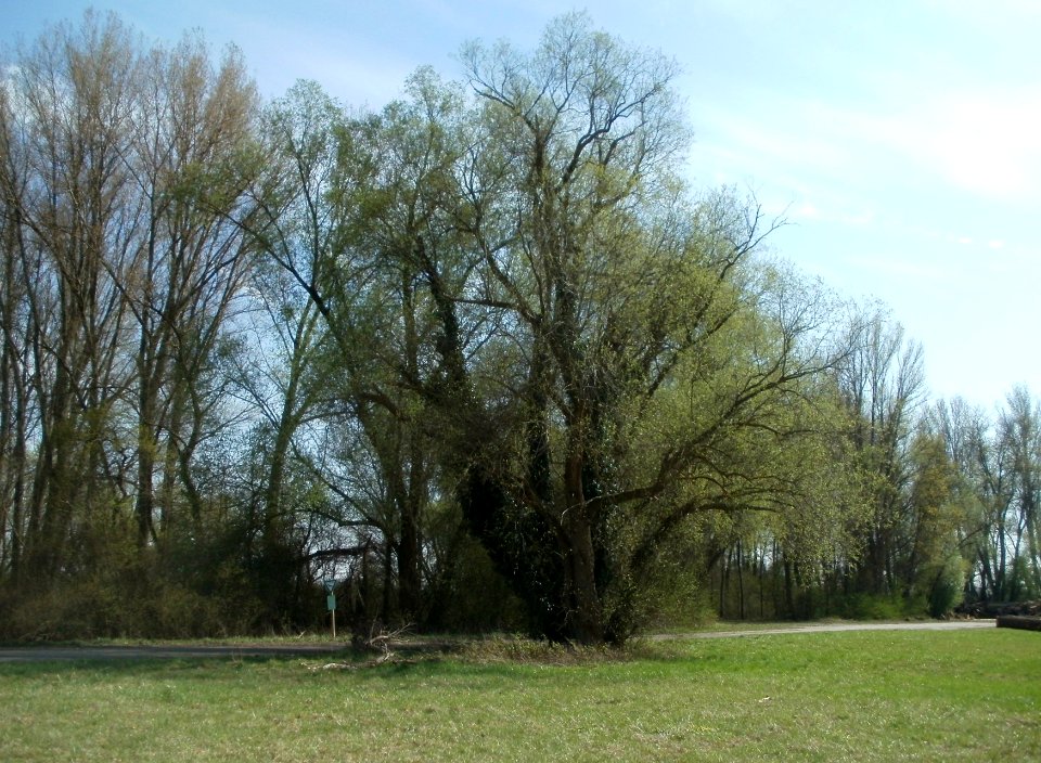 20120402Tongrube_Neuwiesen2