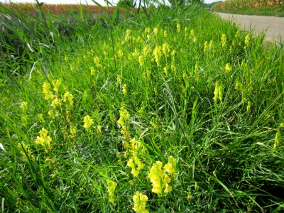 20120904Linaria_vulgaris1