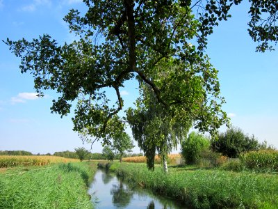 20120904Alnus_glutinosa04