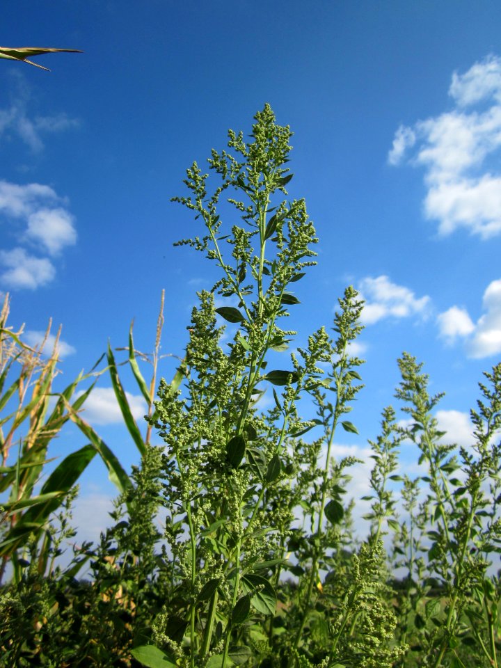 20120903Chenopodium_album6