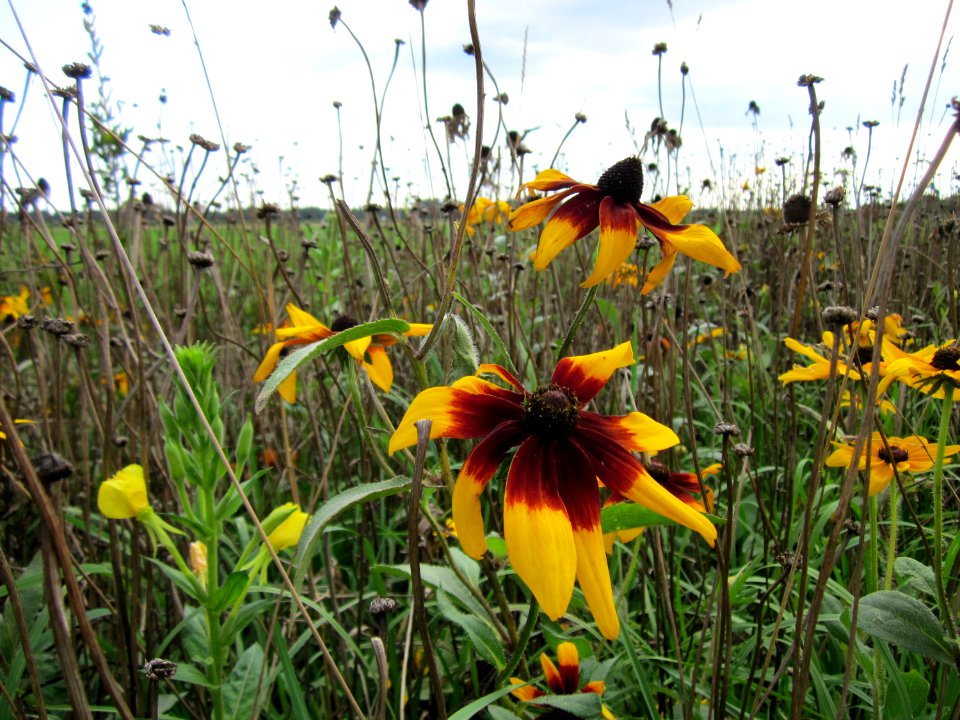 20120902Rudbeckia_hirta03