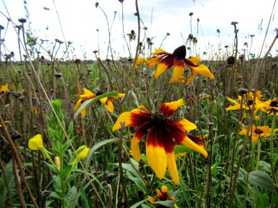 20120902Rudbeckia_hirta03