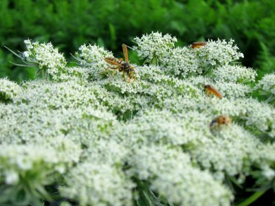 20120903Daucus_carota3 photo