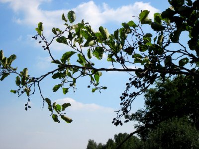 20120904Alnus_glutinosa05