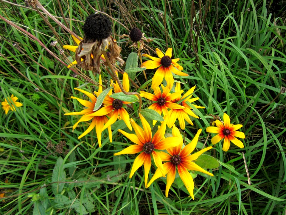 20120902Rudbeckia_hirta09
