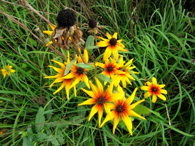 20120902Rudbeckia_hirta09