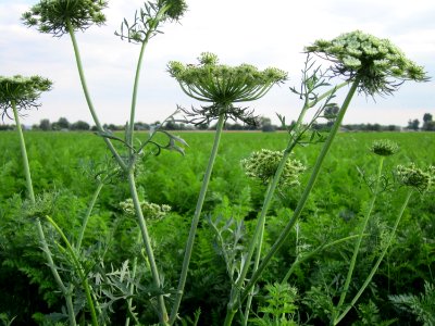 20120903Daucus_carota1 photo