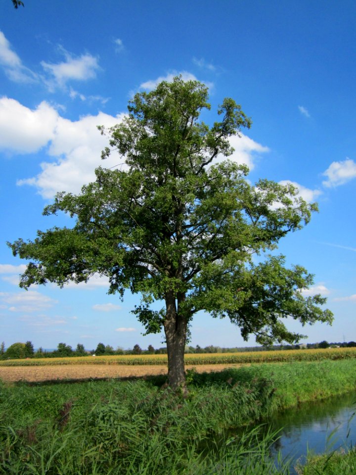 20120904Alnus_glutinosa01