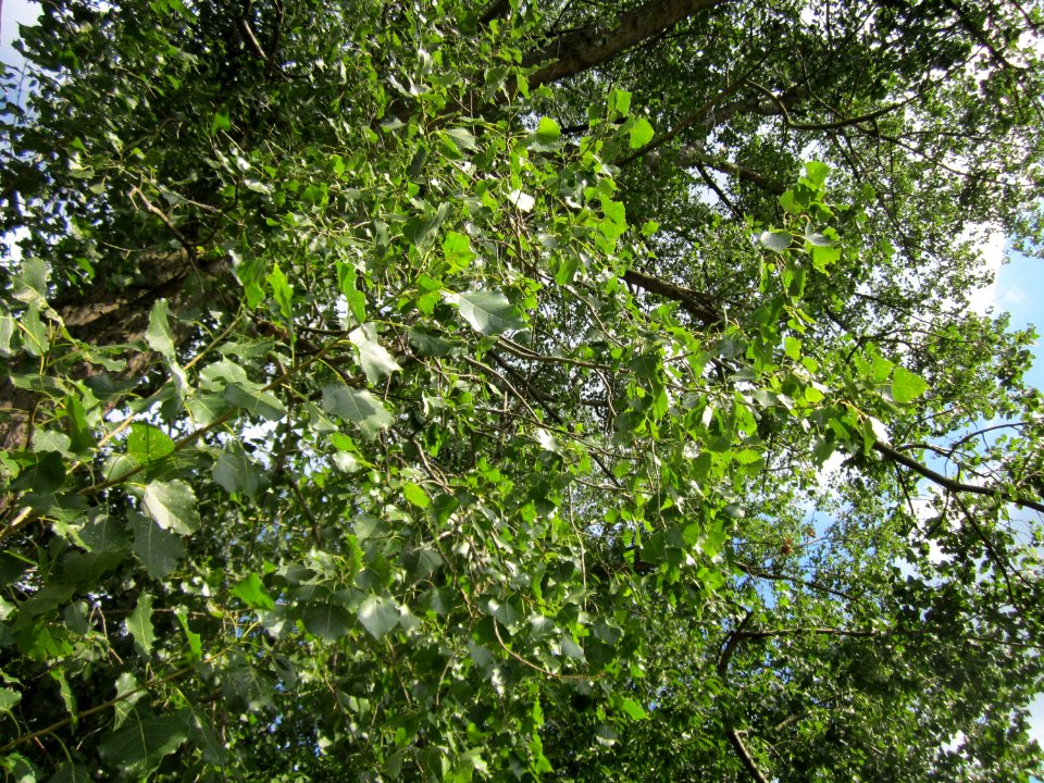 20120903Populus_x_canadensis10