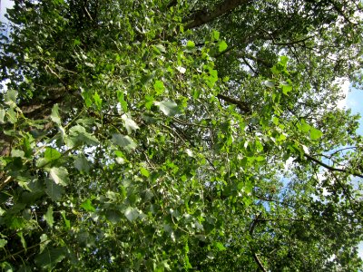 20120903Populus_x_canadensis10