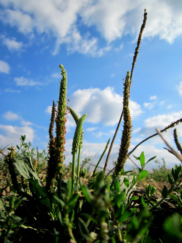 20120903Plantago_major4