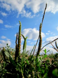 20120903Plantago_major4