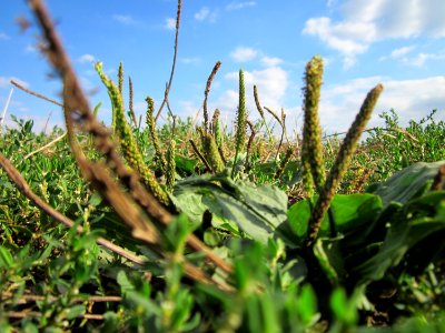 20120903Plantago_major5