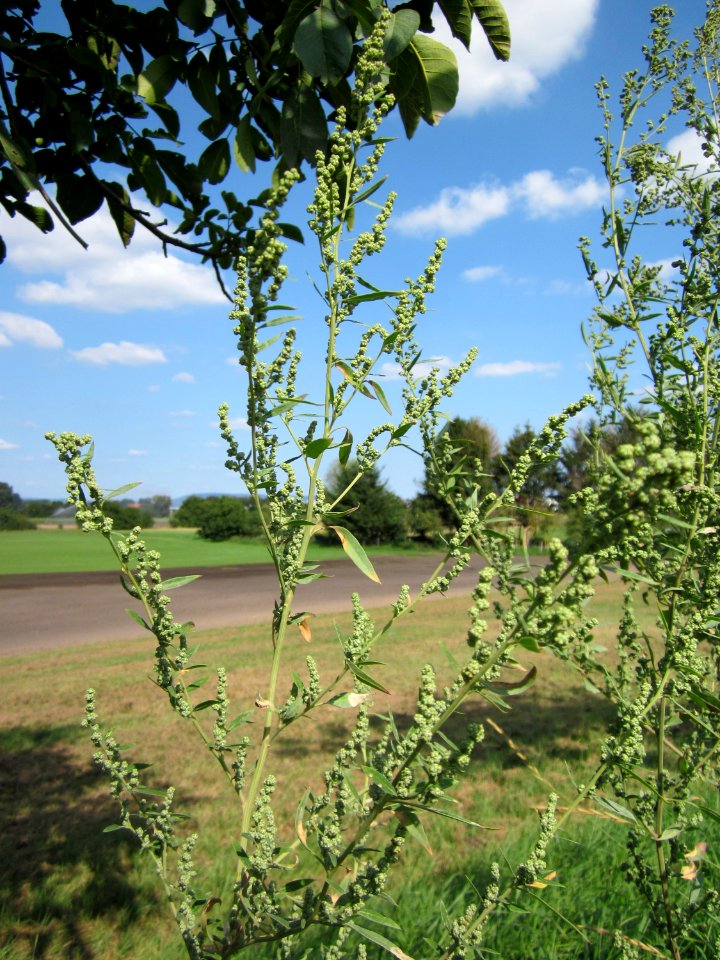 20120903Chenopodium_album4