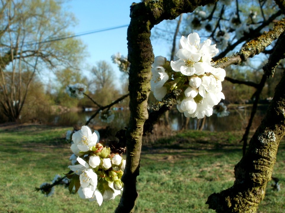 20120401Streuobstwiese_Altlussheim10