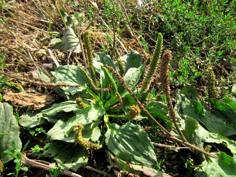 20120903Plantago_major3