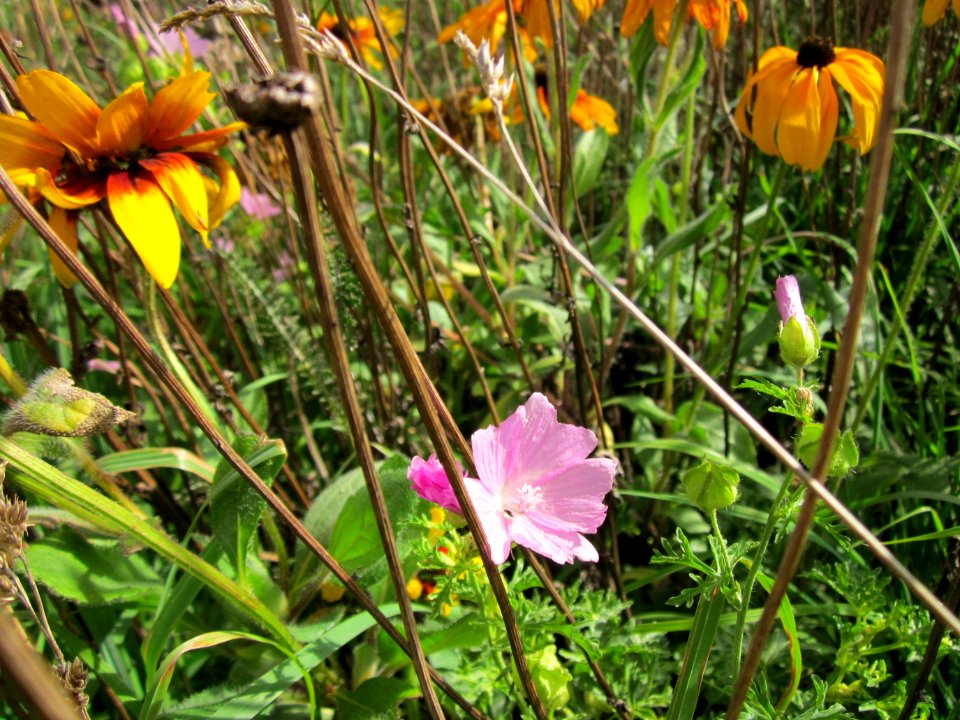 20120902Sonnenhut_Malve_Walldorf2