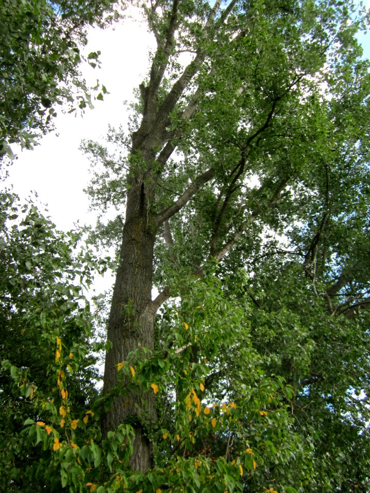 20120902Populus_x_canadensis2