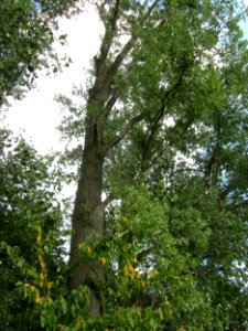 20120902Populus_x_canadensis2