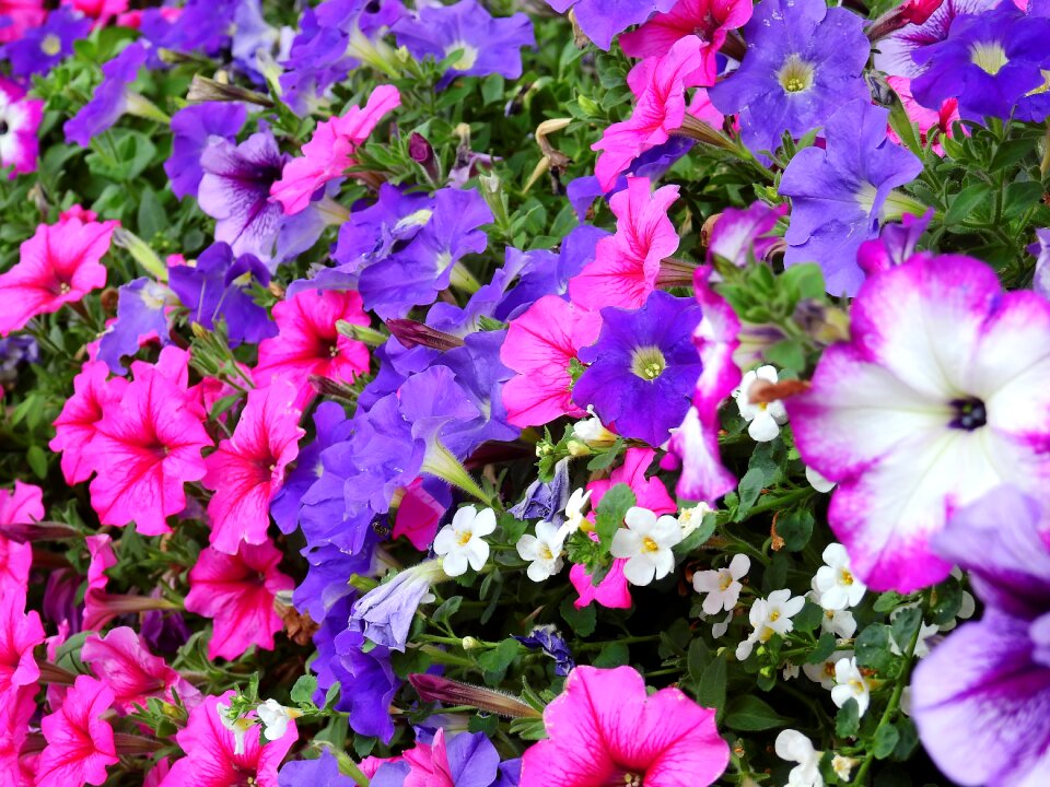 Plant nature bloom