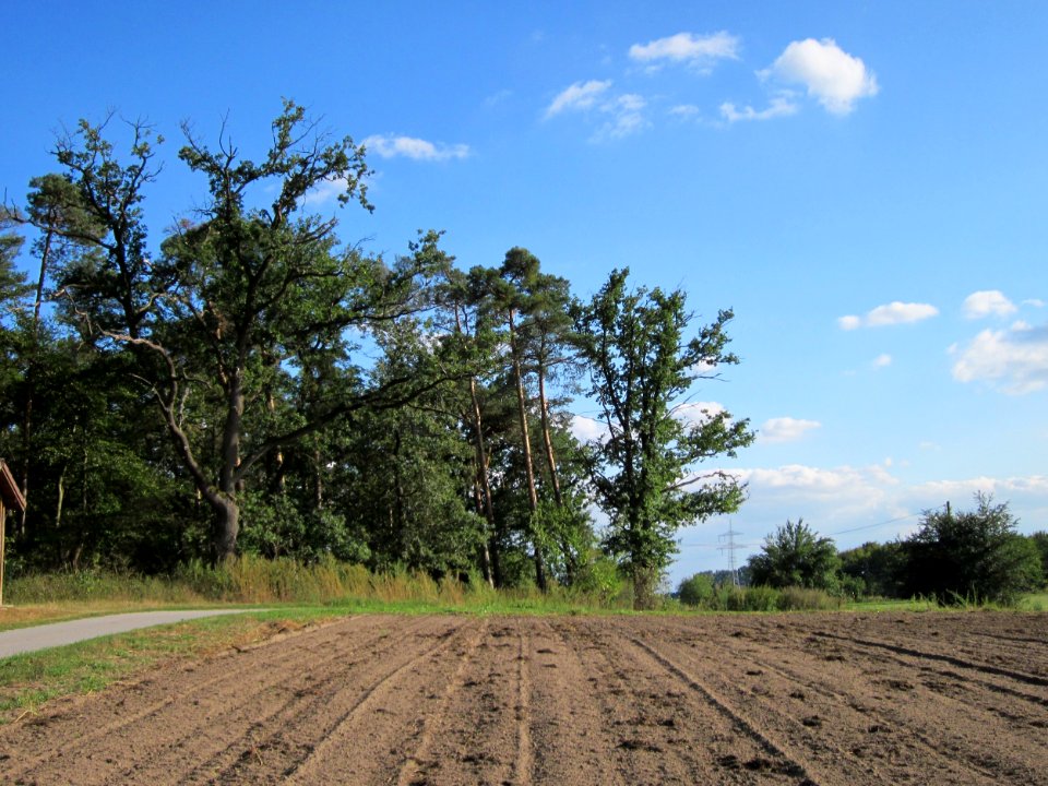 20120902Eiche_Reilingen6