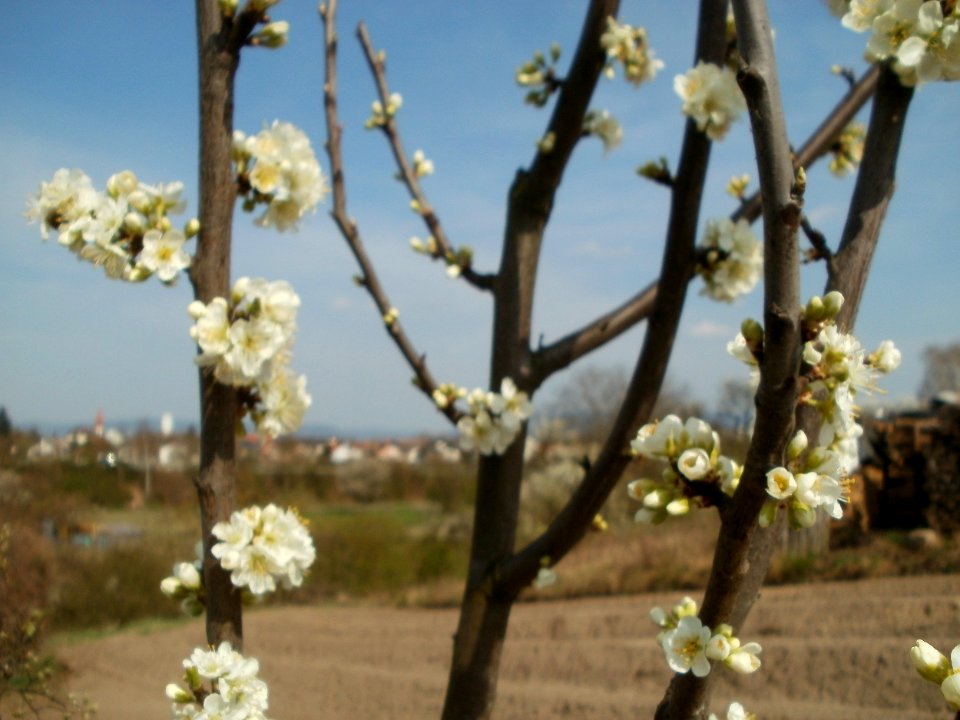 20120403Streuobstwiese_Oftersheim04