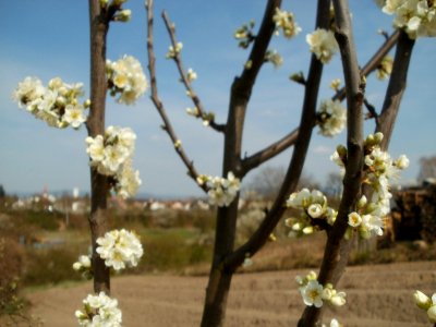 20120403Streuobstwiese_Oftersheim04