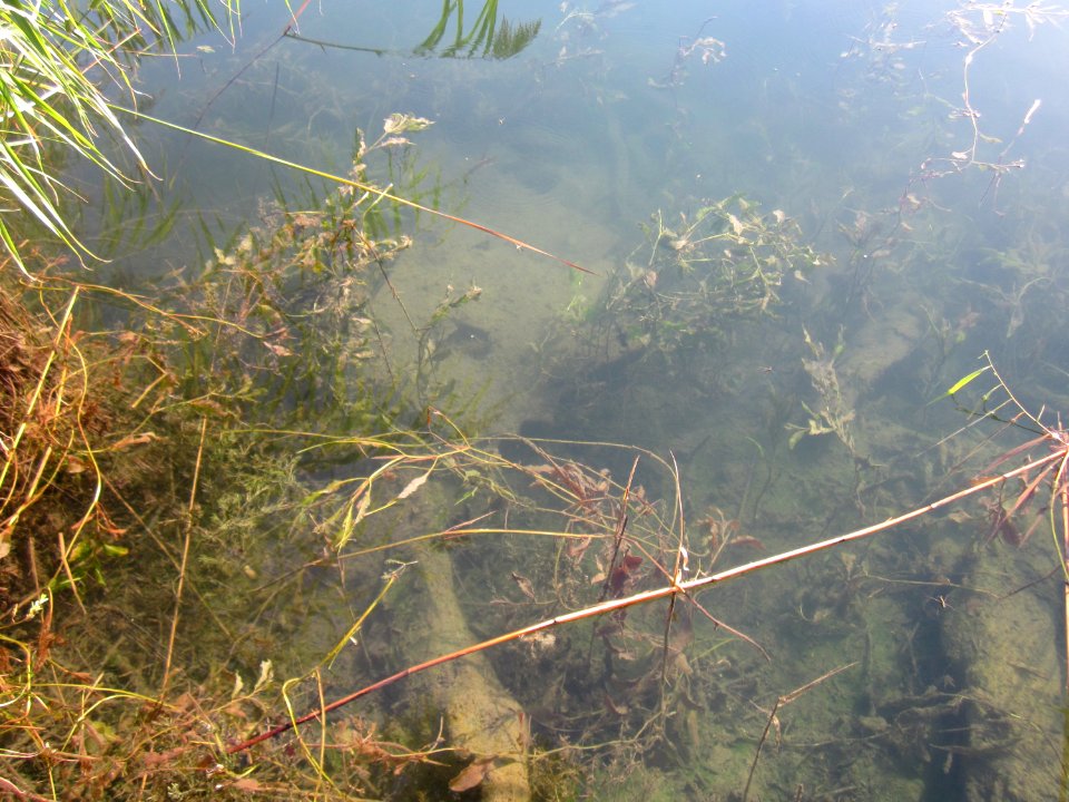 20120907Baggersee_Silz16