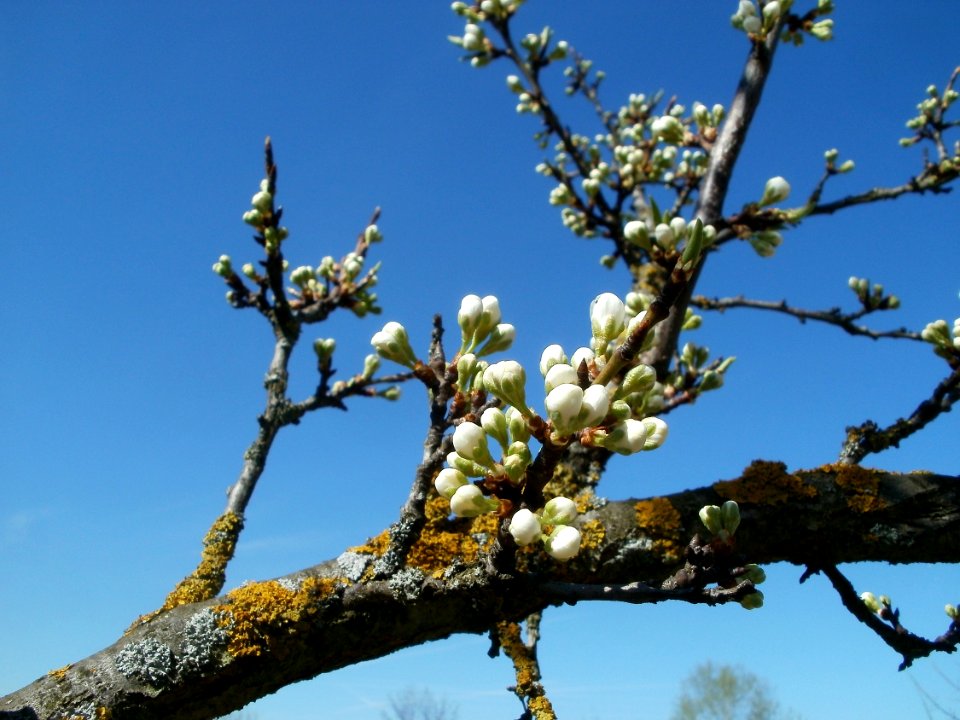 20120401Apfelbluete_Hockenheim7