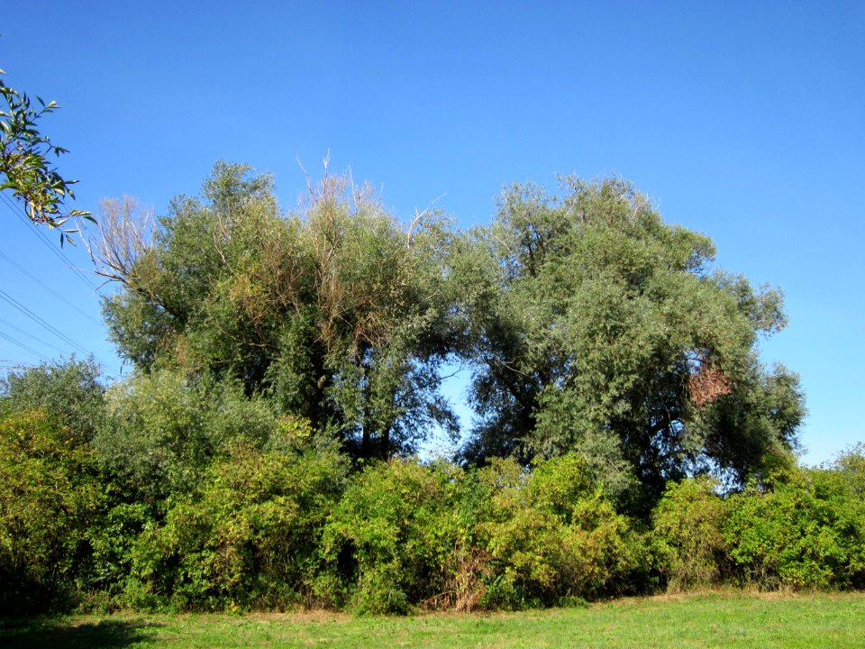 20120906Silberweiden_Altlussheim1