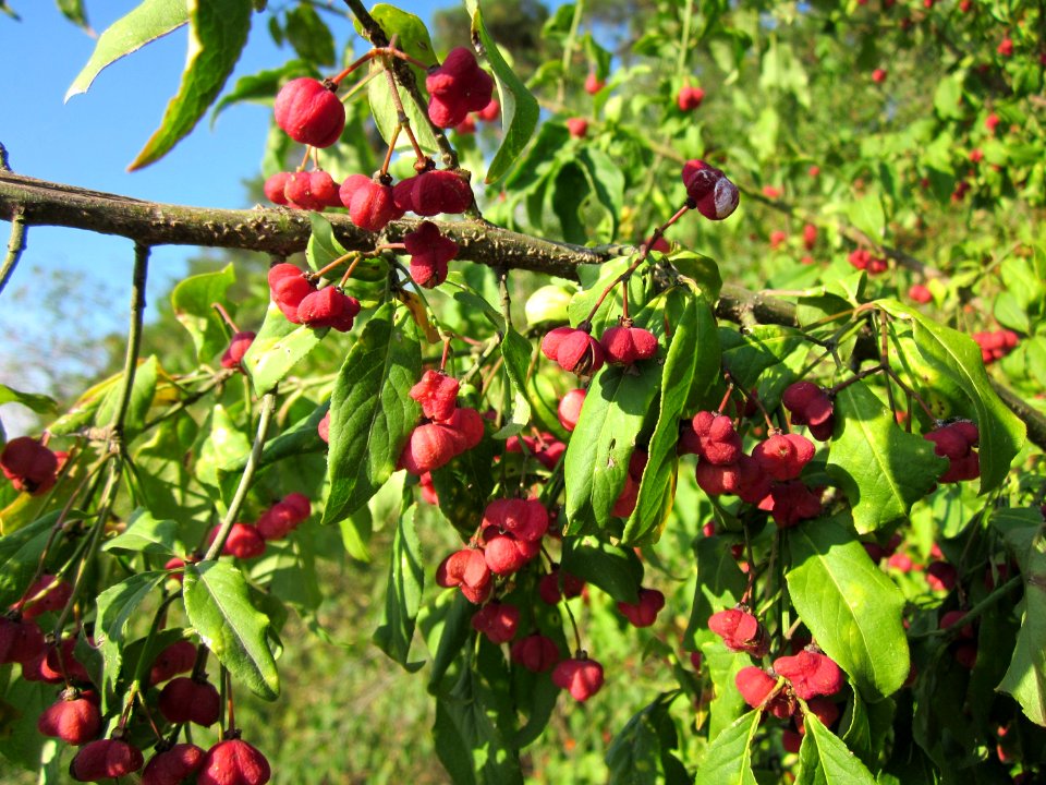 20120902Euonymus_europaeus07