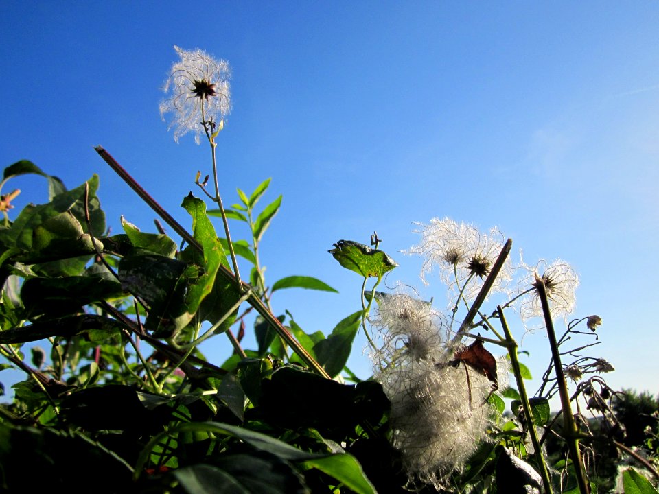 20120906Waldrebe_Altlussheim2