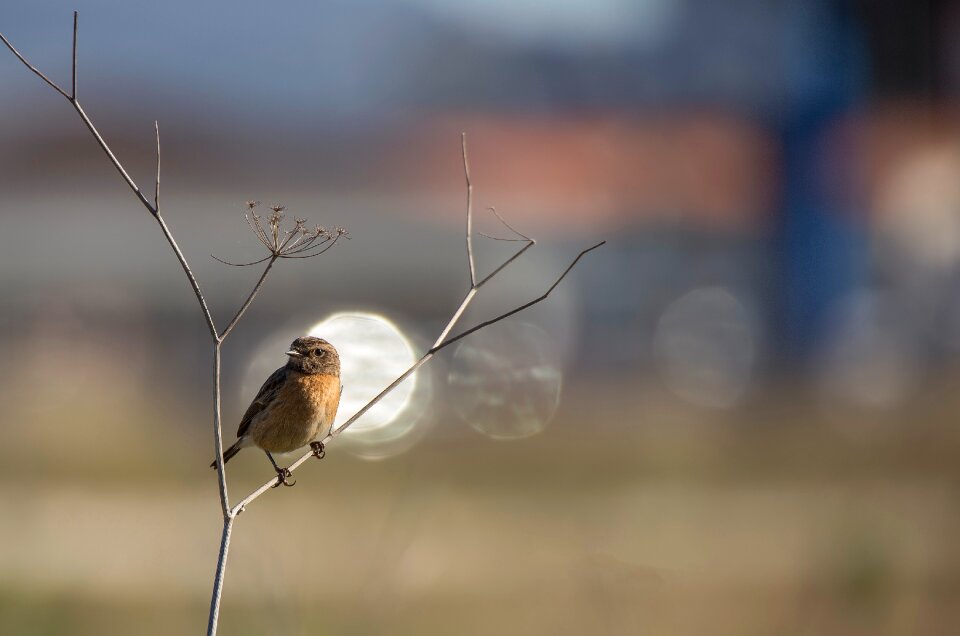 Letdown stonechat birds