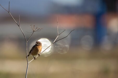 Letdown stonechat birds photo