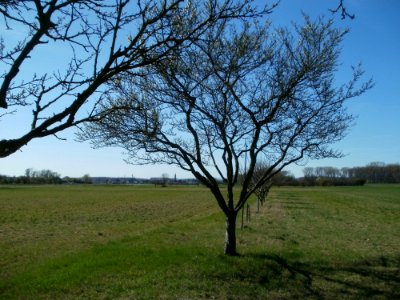 20120401Apfelbluete_Rheihausen03