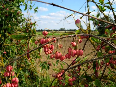 20120902Euonymus_europaeus03