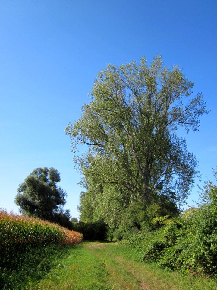 20120906Pappel_Rheinhausen1