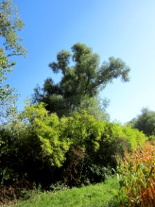 20120906Silberweide_Rheinhausen3