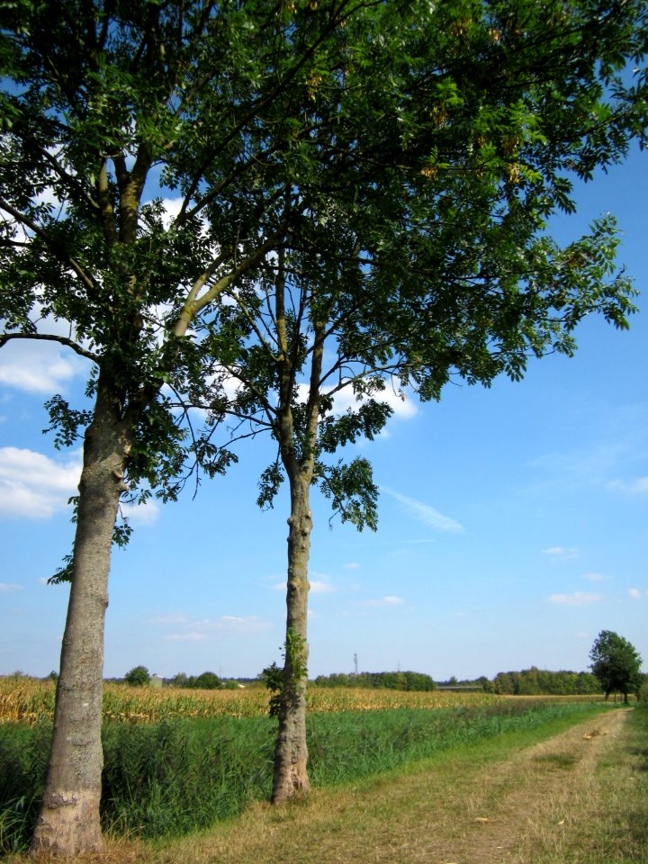 20120904Fraxinus_excelsior3